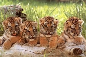 Tiger Reserve Bundelkhand