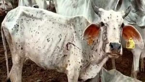 New lumpy disease in cows