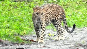 Boost tourism in Bengal Safari Park in North Bengal