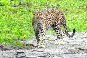 Boost tourism in Bengal Safari Park in North Bengal