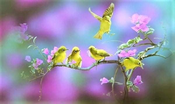 Lets know about birds on National Bird Day 2023