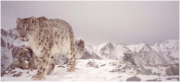 WILDLIFE : 477 SNOW LEOPARDS RESIDE IN LADAKH OUT OF TOTAL 718 IN INDIA